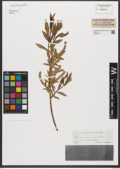Foto von Salix triandra L. x Salix viminalis L.
